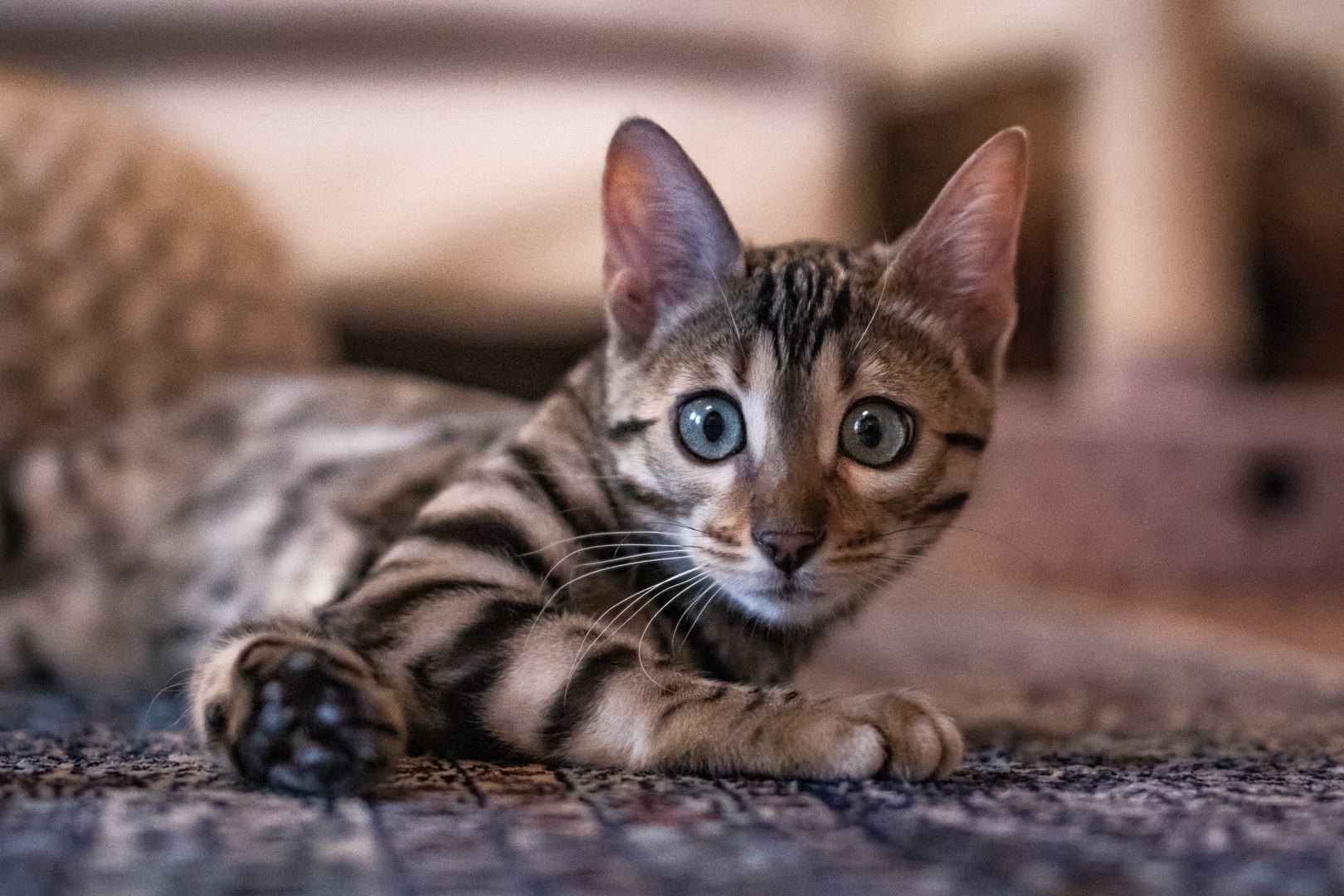 Bengal Katze