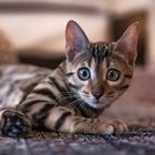 Bengal Katze