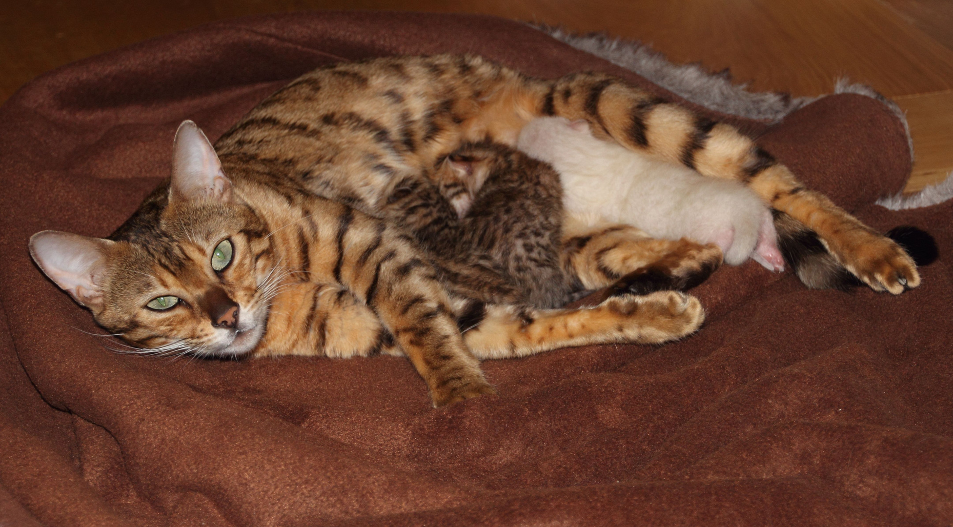 Bengal Katze mit ihren Jungen