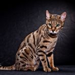 Bengal Katzen I