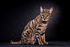 Bengal Katzen I