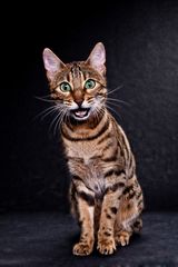 Bengal Katzen II