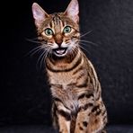 Bengal Katzen II