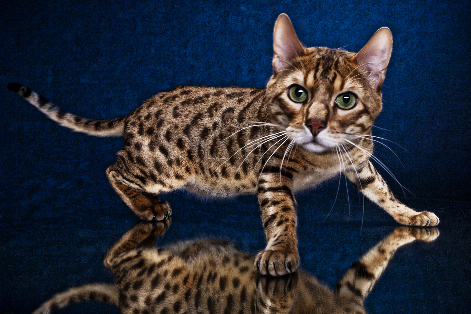 Bengal Katzen IV