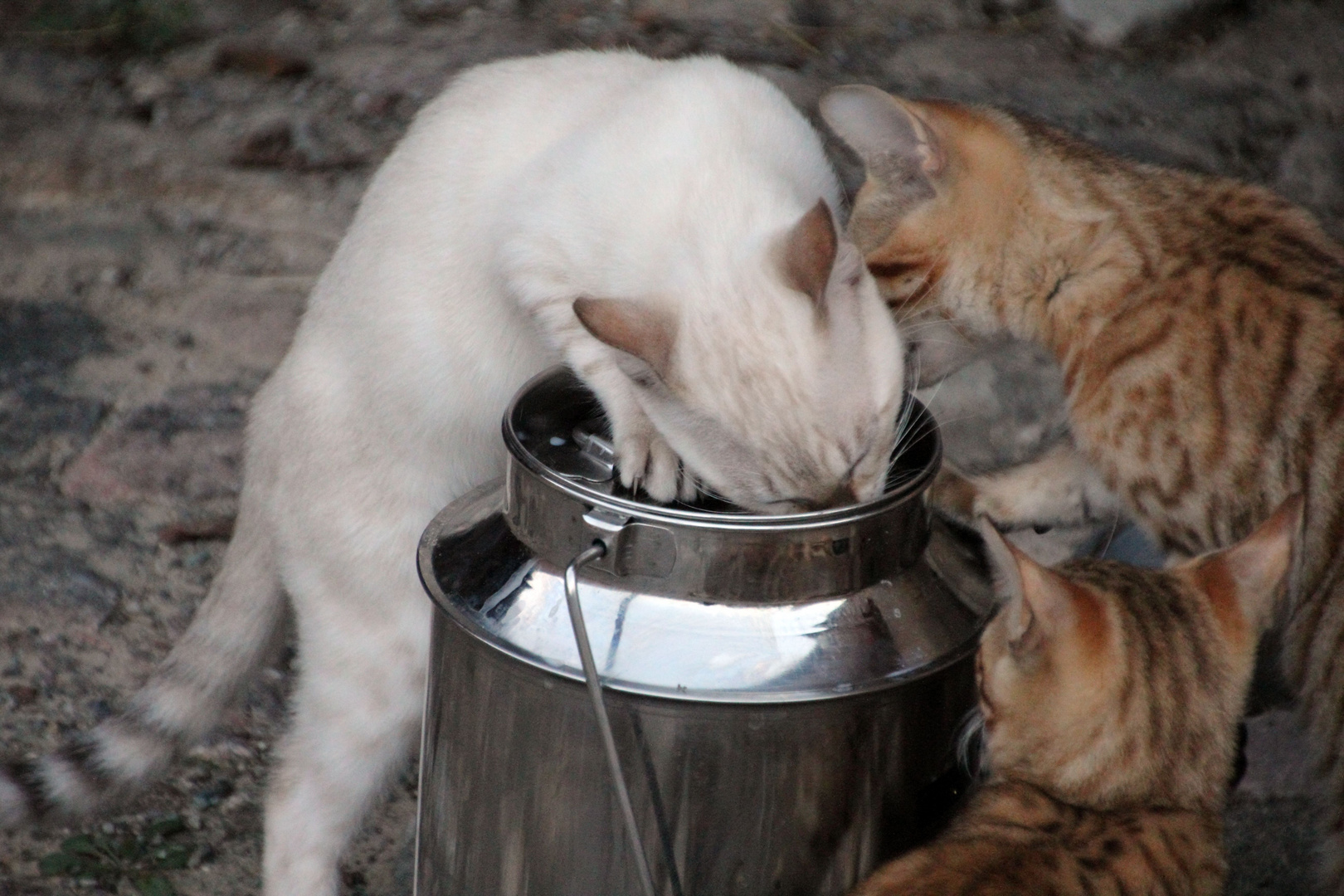 Bengal Katzen schlecken Milch