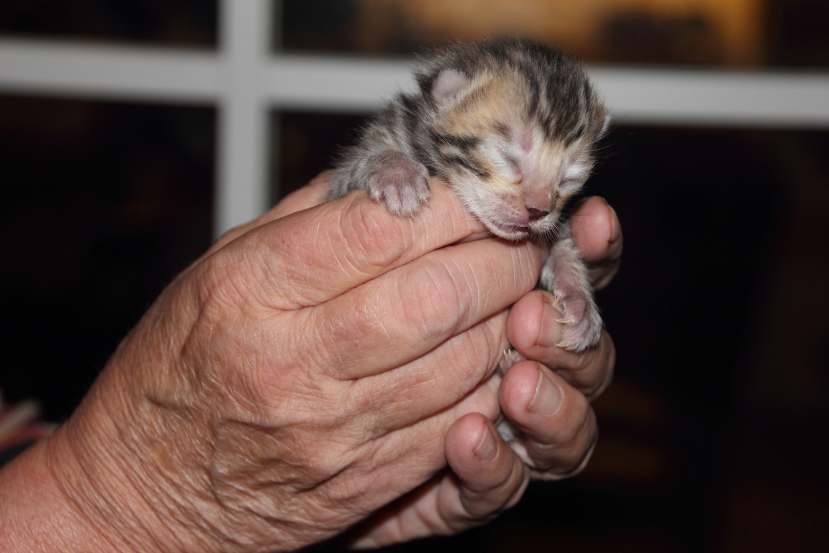 Bengal Katzenbaby