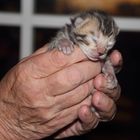 Bengal Katzenbaby