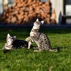 Bengal Kitten