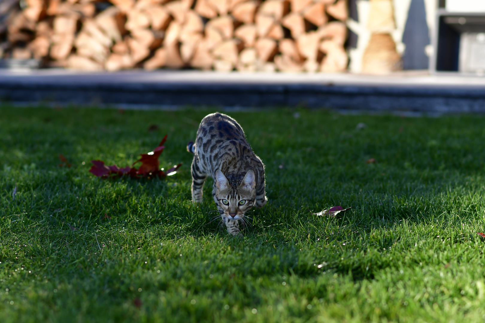 Bengal Kitten