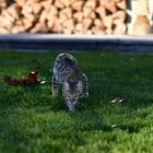 Bengal Kitten