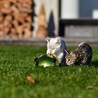 Bengal Kitten