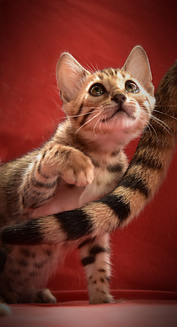 Bengal-Kitten