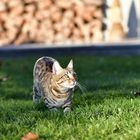 Bengal Kitten