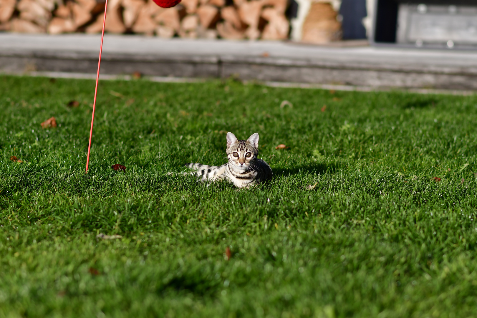 Bengal Kitten