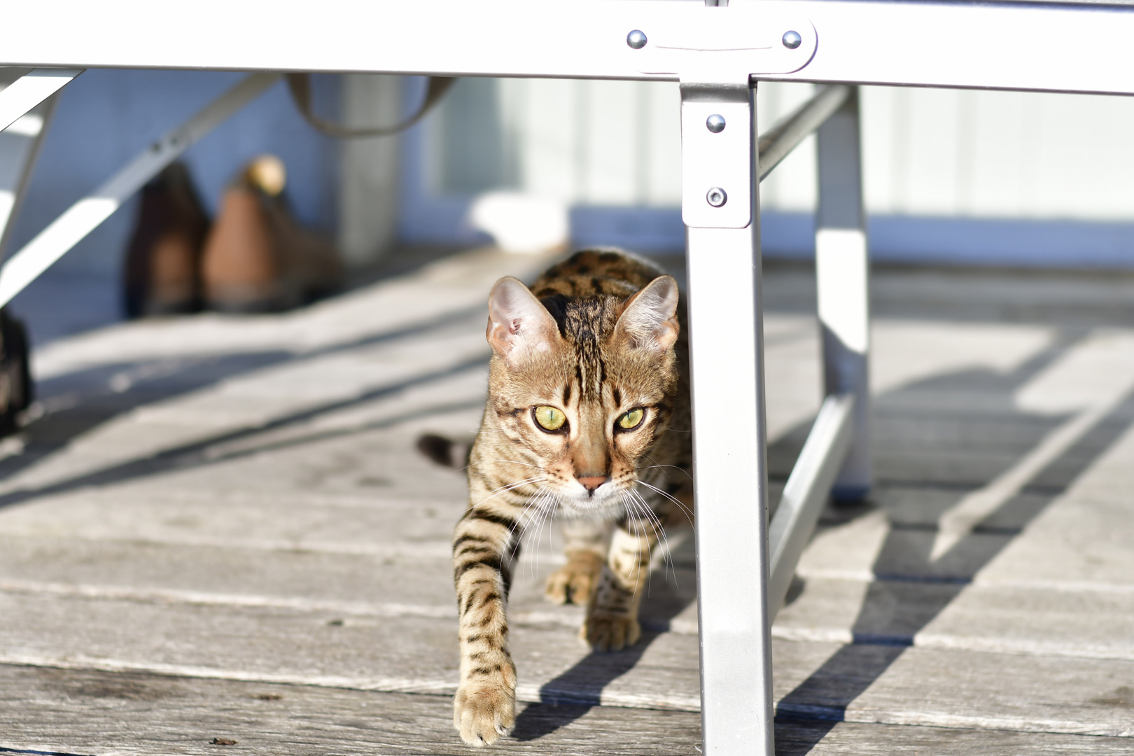 Bengal Kitten