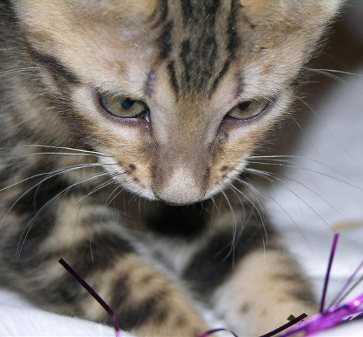 Bengal kitten playing with toy