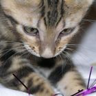 Bengal kitten playing with toy