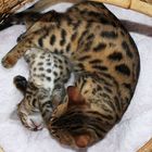 Bengal Kitten Ujamaa