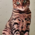 Bengal Lotti 