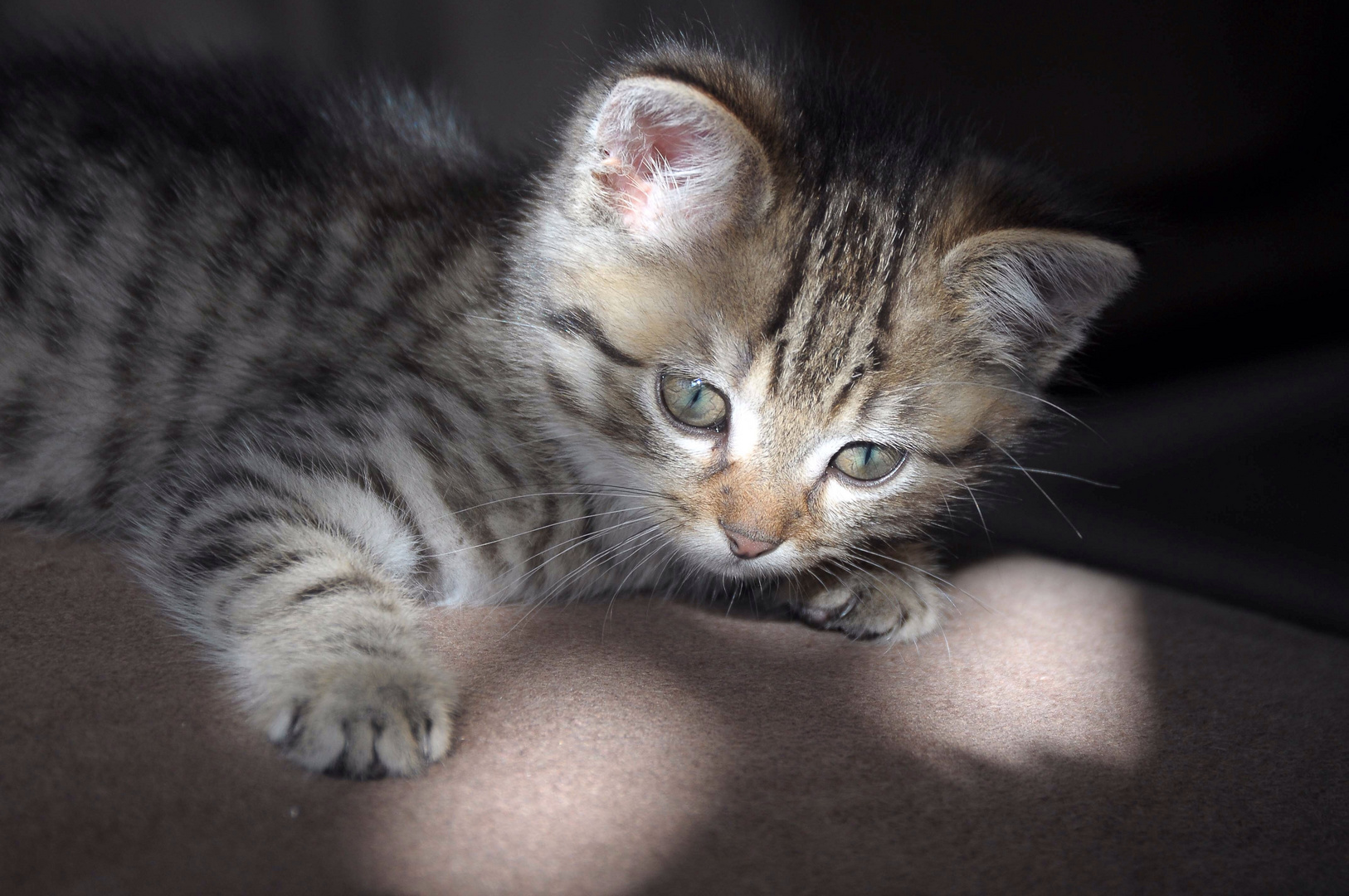 Bengal Main Coon Mix