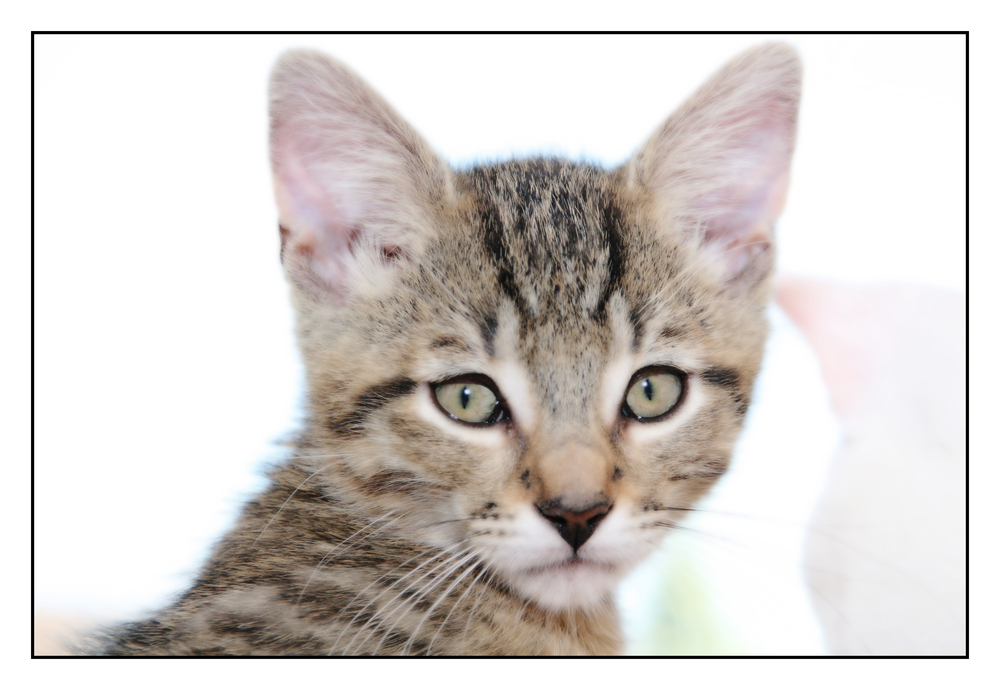 bengal mix Foto & Bild tiere, haustiere, katzen Bilder auf