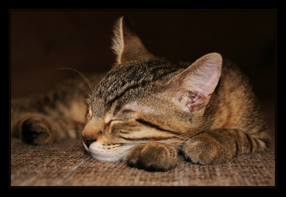 bengal mix II Foto & Bild tiere, haustiere, katzen Bilder auf