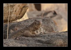 Bengal monitor lizard