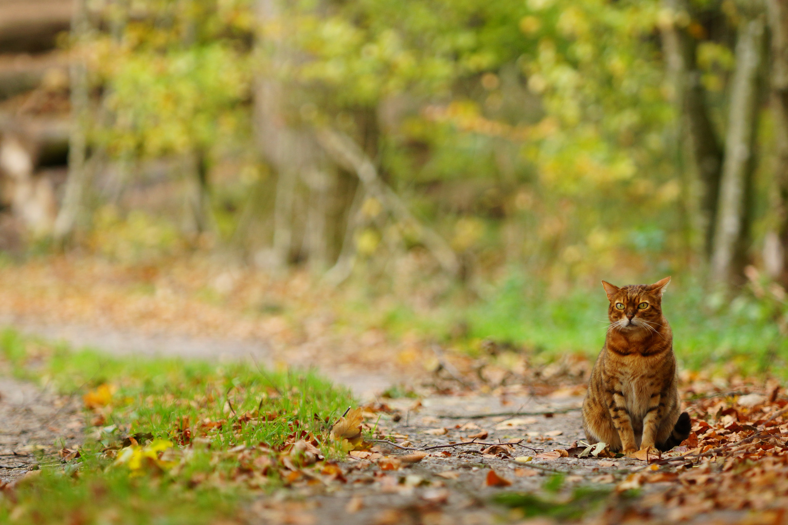 Bengal on the wood track