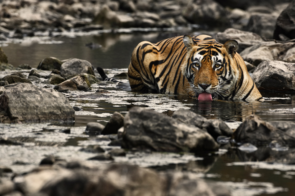 Bengal Tiger.