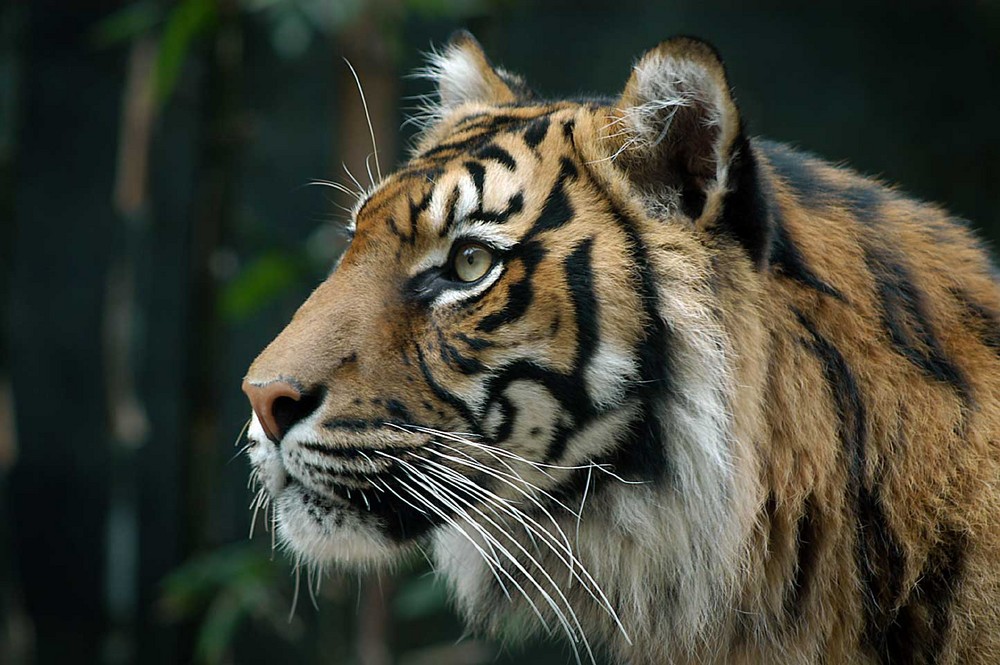 Bengal Tiger