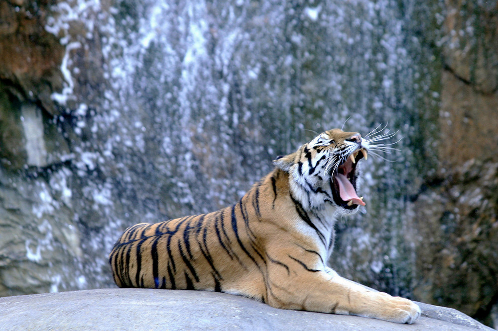 Bengal-Tiger von Peter Windhövel