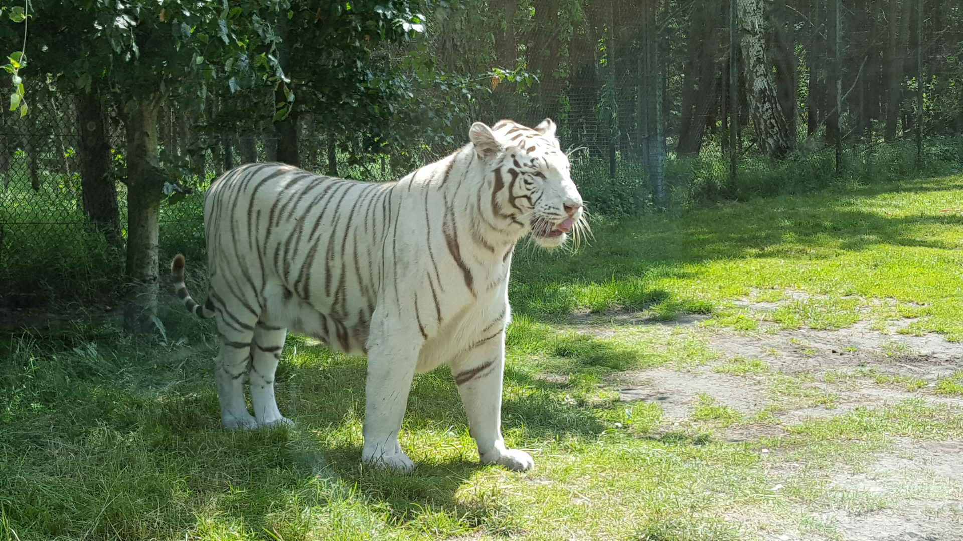 Bengal-Tiger 