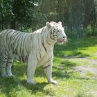 Bengal-Tiger 