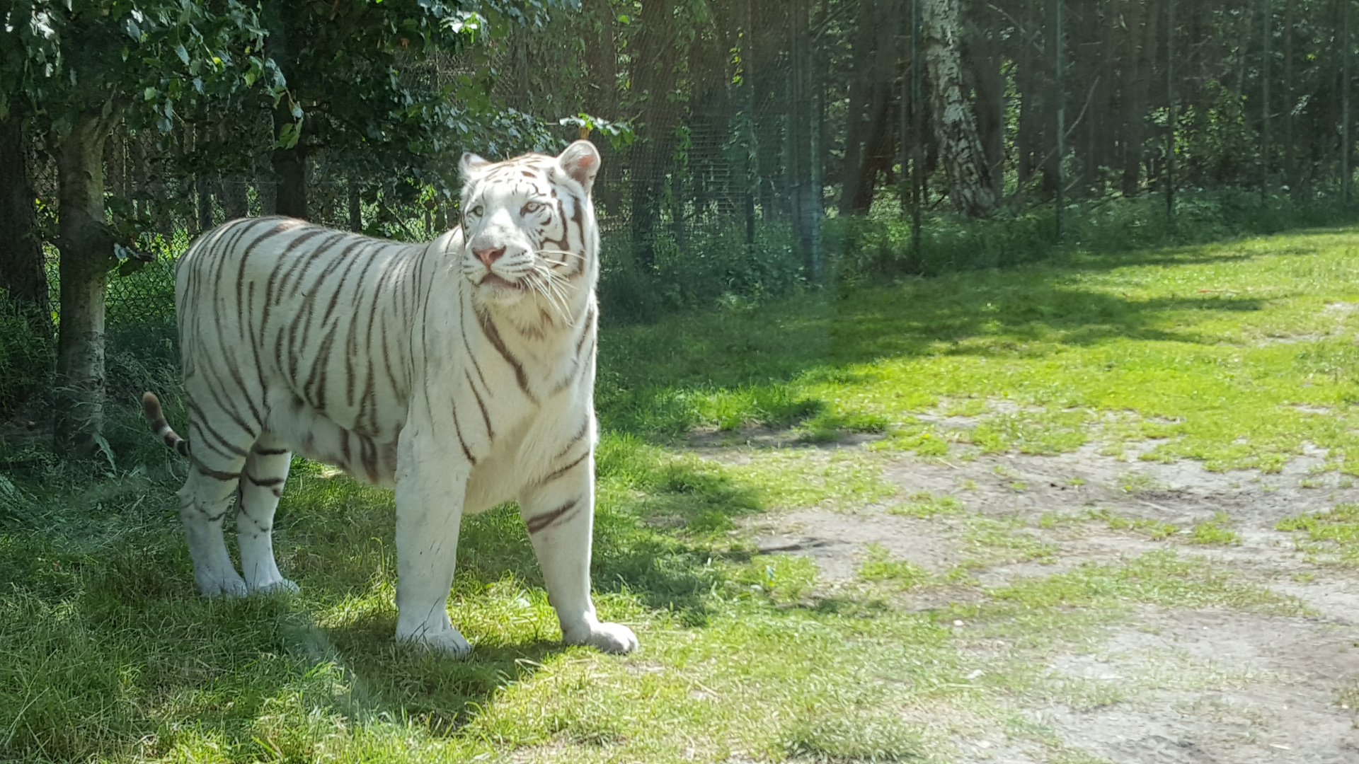 Bengal-Tiger 