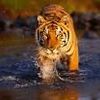 bengal-tiger