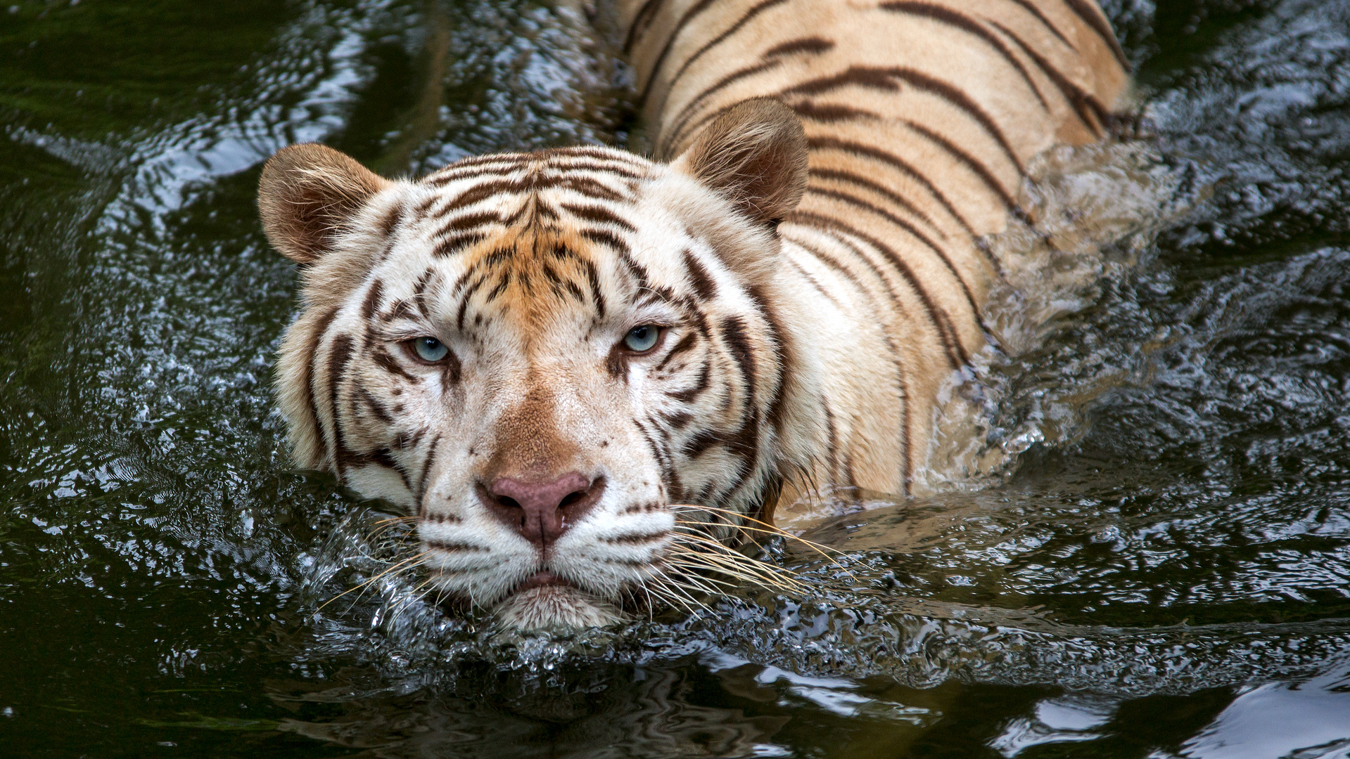 Bengal Tiger - wenn der König ein Bad nimmt