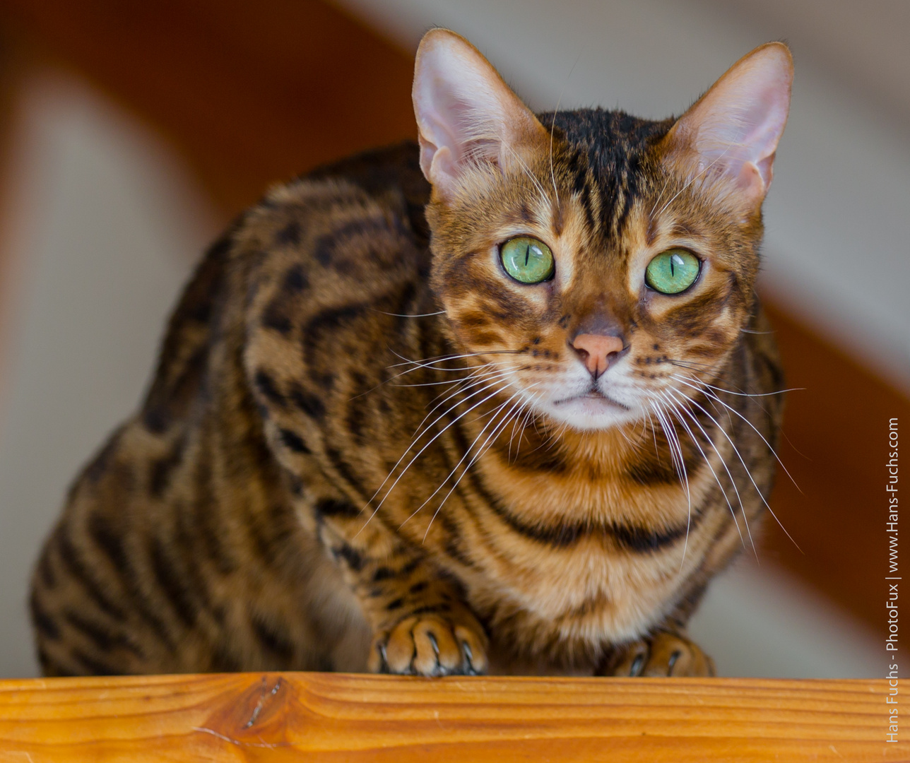 Bengalen Kater Fritz