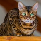 Bengalen Kater Fritz