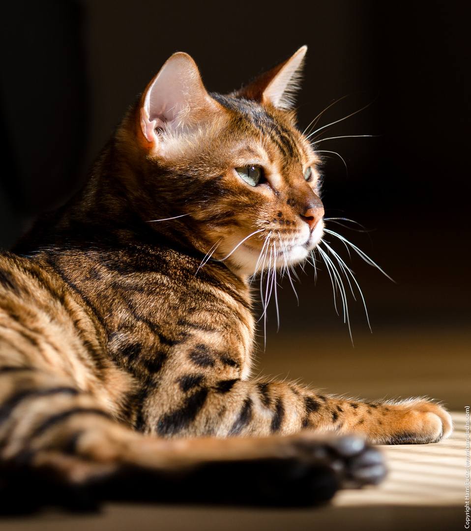 Bengalen Kater Fritz