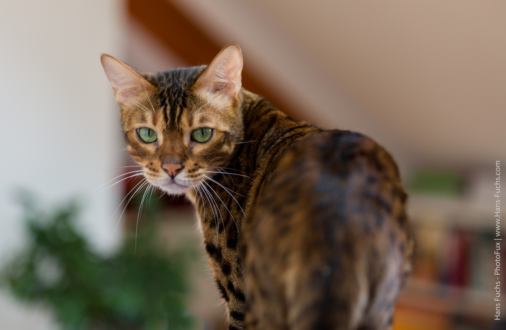 Bengalen Kater Fritz