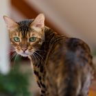 Bengalen Kater Fritz