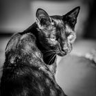 Bengalen Kater Fynn - Farbe melanistic