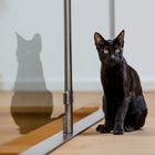 Bengalen Kater Fynn - Farbe melanistic