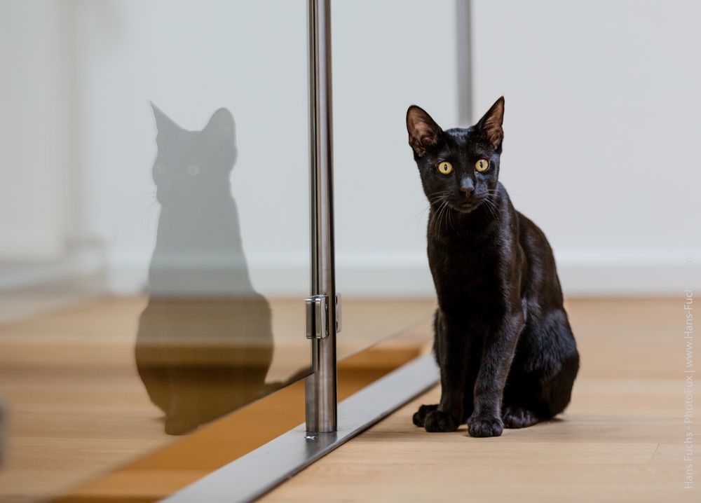 Bengalen Kater Fynn - Farbe melanistic Foto & Bild | tiere, haustiere