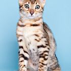 Bengalen Kitten