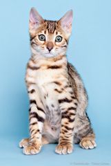 Bengalen Kitten