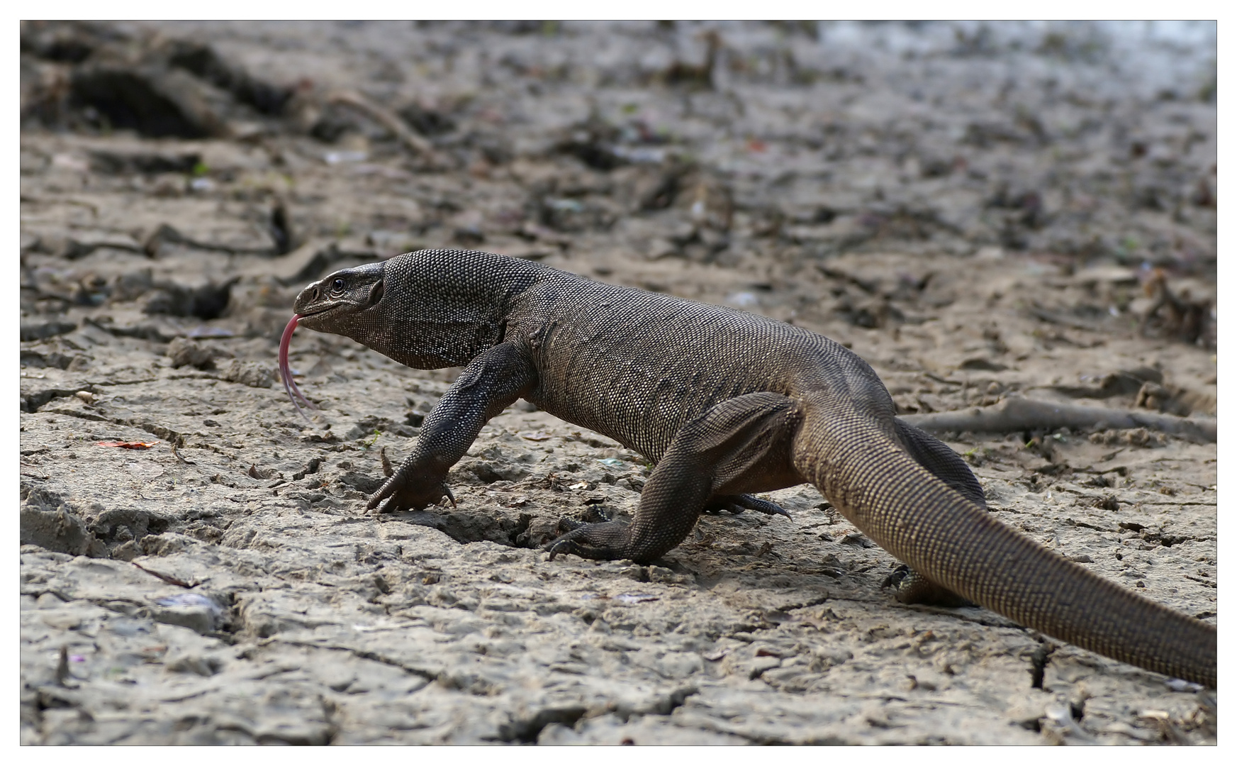 Bengalenwaran (Varanus bengalensis)