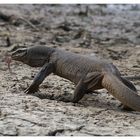 Bengalenwaran (Varanus bengalensis)