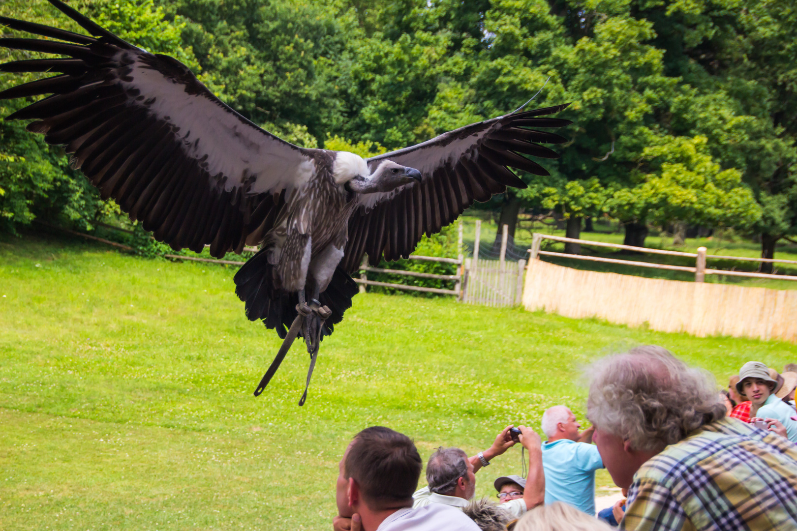 Bengalgeier im Landeanflug