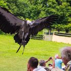 Bengalgeier im Landeanflug